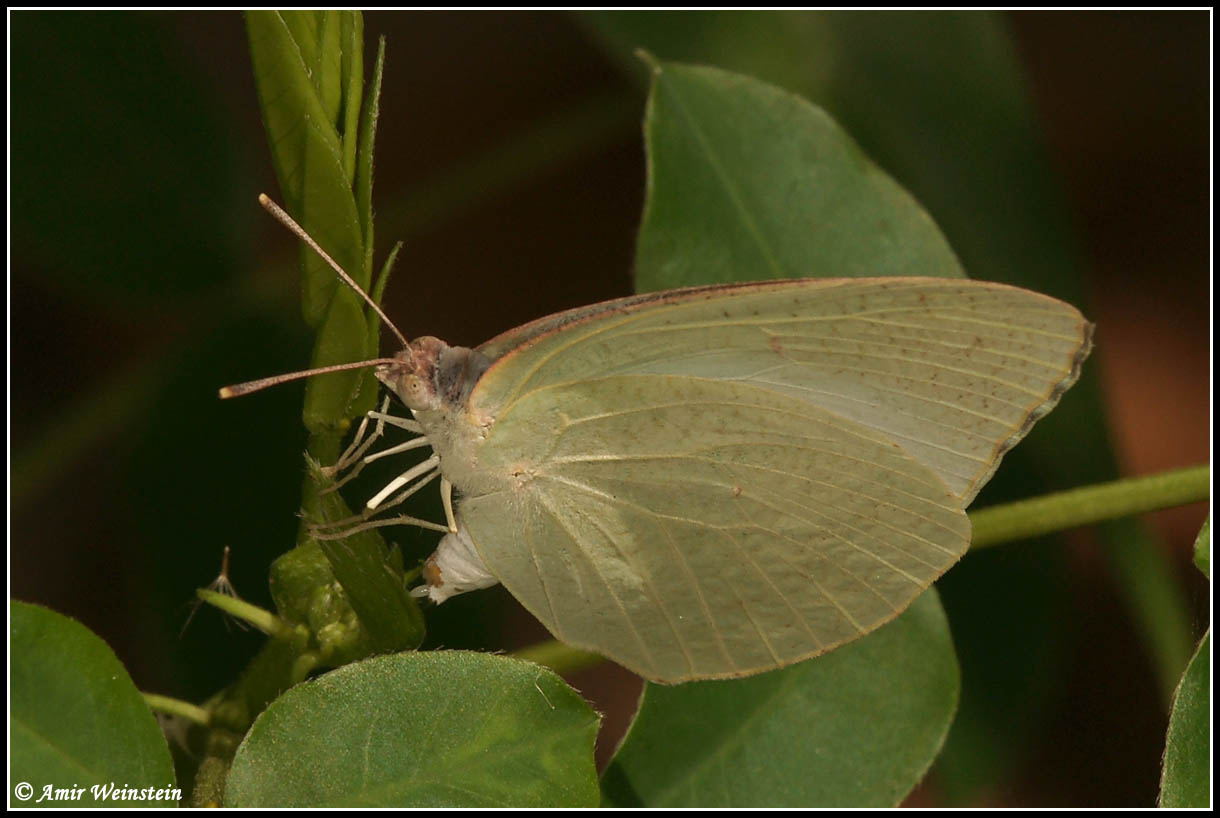 Lepidoptera d''Israele - Catopsilia florella